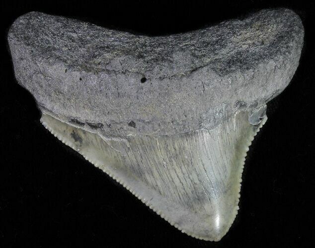 Juvenile Megalodon Tooth - Serrated Blade #62123